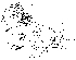  (Phortica gigas - DIP124194)  @13 [ ] Copyright (2013) Hong-Wei Chen South China Agricultural University, Department of Entomology