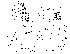  (Phortica antillaria - DIP124191)  @13 [ ] Copyright (2013) Hong-Wei Chen South China Agricultural University, Department of Entomology