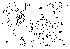  (Phortica huazhii - DIP123256)  @11 [ ] Copyright (2013) Hong-Wei Chen South China Agricultural University, Department of Entomology