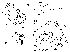  (Phortica latifoliacea - DIP124198)  @11 [ ] Copyright (2013) Hong-Wei Chen South China Agricultural University, Department of Entomology