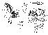  (Phortica gamma - DIP124250)  @12 [ ] Copyright (2013) Hong-Wei Chen South China Agricultural University, Department of Entomology