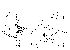  (Phortica uncinata - DIP124276)  @11 [ ] Copyright (2013) Hong-Wei Chen South China Agricultural University, Department of Entomology