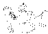  (Phortica protrusa - DIP124213)  @11 [ ] Copyright (2013) Hong-Wei Chen South China Agricultural University, Department of Entomology