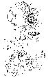  (Phortica pseudotau - DIP124254)  @13 [ ] Copyright (2013) Hong-Wei Chen South China Agricultural University, Department of Entomology