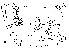  (Phortica rhagolobos - DIP124299)  @13 [ ] Copyright (2013) Hong-Wei Chen South China Agricultural University, Department of Entomology