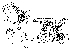  (Phortica lambda - DIP124273)  @11 [ ] Copyright (2013) Hong-Wei Chen South China Agricultural University, Department of Entomology