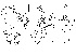  (Luzonimyia setocausa - DIP123293)  @11 [ ] Copyright (2014) Hong-Wei Chen South China Agricultural University,Department of Entomology