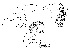  (Leucophenga latifoliacea - DIP125955)  @11 [ ] Copyright (2014) Hong-Wei Chen South China Agricultural University, Department of Entomology