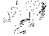  (Leucophenga confuens - DIP125208)  @11 [ ] Copyright (2014) Hong-Wei Chen South China Agricultural University, Department of Entomology