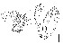  (Leucophenga magnipalpis - DIP128031)  @11 [ ] Copyright (2014) Hong-Wei Chen South China Agricultural University, Department of Entomology