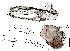  ( - DIP128786)  @11 [ ] Copyright (2015) Hong-Wei Chen South China Agricultural University, Department of Entomology