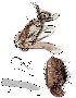  ( - DIP128887)  @11 [ ] Copyright (2016) Hong-Wei Chen South China Agricultural University, Department of Entomology