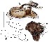  ( - DIP128904)  @11 [ ] Copyright (2016) Hong-Wei Chen South China Agricultural University, Department of Entomology