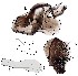  (Leucophenga latipenis - DIP128882)  @12 [ ] Copyright (2016) Hong-Wei Chen South China Agricultural University, Department of Entomology