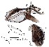  (Leucophenga rhombura - DIP129036)  @12 [ ] Copyright (2016) Hong-Wei Chen South China Agricultural University, Department of Entomology