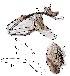  ( - DIP129027)  @11 [ ] Copyright (2016) Hong-Wei Chen South China Agricultural University, Department of Entomology