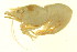  (Spirontocaris spinus - BEAU2011-102a)  @14 [ ] CreativeCommons - Attribution (2011) CBG Photography Group Centre for Biodiversity Genomics