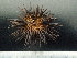  ( - EQU3816(9)_Eluc)  @11 [ ] by-nc-sa (2020) Invemar Invemar-BEM