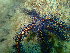  ( - TEJ3189_Osue)  @11 [ ] by-nc-sa (2020) Invemar Invemar-BEM