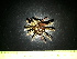  (Eucidaris thouarsii - EQU4296_Etho)  @11 [ ] by-nc-sa (2020) Invemar Invemar-BEM