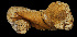  (Eostichopus - EQU3043_Earn)  @11 [ ] by-nc-sa  INVEMAR INVEMAR-BEM