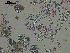  ( - EQU4406(5)_Hare)  @11 [ ] by-nc-sa (2020) INVEMAR INVEMAR-BEM