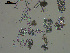  ( - EQU4406(5)_Hare)  @11 [ ] by-nc-sa (2020) INVEMAR INVEMAR-BEM