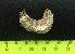  (Parathyone - EQU4411(2)_Psus)  @11 [ ] by-nc-sa  INVEMAR INVEMAR-BEM