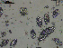  ( - EQU4411(2)_Psus)  @11 [ ] by-nc-sa  INVEMAR INVEMAR-BEM