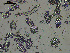  ( - EQU4411(2)_Psus)  @11 [ ] by-nc-sa  INVEMAR INVEMAR-BEM