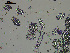  ( - EQU4411(2)_Psus)  @11 [ ] by-nc-sa  INVEMAR INVEMAR-BEM