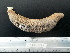  ( - EQU4406(6)_Hare)  @11 [ ] by-nc-sa (2020) INVEMAR INVEMAR-BEM