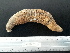  ( - EQU4406(6)_Hare)  @11 [ ] by-nc-sa (2020) INVEMAR INVEMAR-BEM