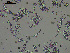  ( - EQU4228_Pchi)  @11 [ ] by-nc-sa  INVEMAR INVEMAR-BEM