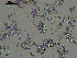  ( - EQU4228_Pchi)  @11 [ ] by-nc-sa  INVEMAR INVEMAR-BEM