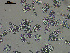  ( - EQU4228_Pchi)  @11 [ ] by-nc-sa  INVEMAR INVEMAR-BEM