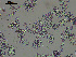 ( - EQU4228_Pchi)  @11 [ ] by-nc-sa  INVEMAR INVEMAR-BEM