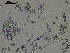  ( - EQU4228_Pchi)  @11 [ ] by-nc-sa  INVEMAR INVEMAR-BEM