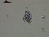  (Cucumaria flamma - EQU4308_Cf)  @11 [ ] by-nc-sa  INVEMAR INVEMAR-BEM