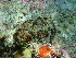  ( - EQU4546_Aaga)  @11 [ ] by-nc-sa  INVEMAR INVEMAR-BEM
