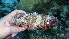  ( - EQU2078_Aaga)  @11 [ ] by-nc-sa  INVEMAR INVEMAR-BEM