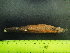  ( - EQU4137_Hare)  @11 [ ] by-nc-sa (2020) INVEMAR INVEMAR-BEM