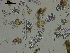  ( - EQU4137_Hare)  @11 [ ] by-nc-sa (2020) INVEMAR INVEMAR-BEM