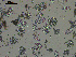  ( - EQU4235_HareP)  @11 [ ] by-nc-sa (2020) INVEMAR INVEMAR-BEM