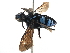  (Thyreus - 06711B05-KEN)  @15 [ ] CreativeCommons - Attribution (2016) CBG Photography Group Centre for Biodiversity Genomics