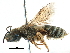  (Halictus jucundus - 06711B09-KEN)  @14 [ ] CreativeCommons - Attribution (2016) CBG Photography Group Centre for Biodiversity Genomics