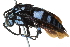  (Thyreus KEN5 - 06711H07-KEN)  @14 [ ] CreativeCommons - Attribution (2016) CBG Photography Group Centre for Biodiversity Genomics