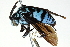  (Thyreus KEN2 - 06711H09-KEN)  @14 [ ] CreativeCommons - Attribution (2016) CBG Photography Group Centre for Biodiversity Genomics