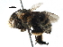  ( - 06737B03-KEN)  @13 [ ] CreativeCommons - Attribution (2016) CBG Photography Group Centre for Biodiversity Genomics