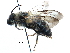  ( - 06737B08-KEN)  @13 [ ] CreativeCommons - Attribution (2016) CBG Photography Group Centre for Biodiversity Genomics